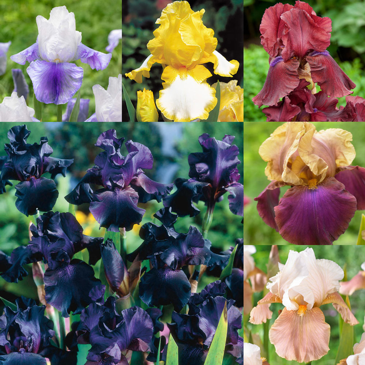 🌼 Iris - Easy to Grow Perennial-Flower Seeds