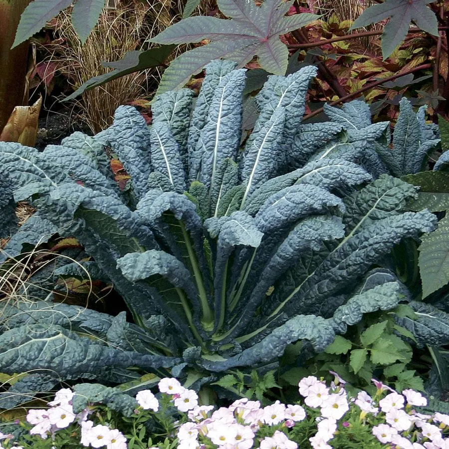 Lacinato kale Seeds