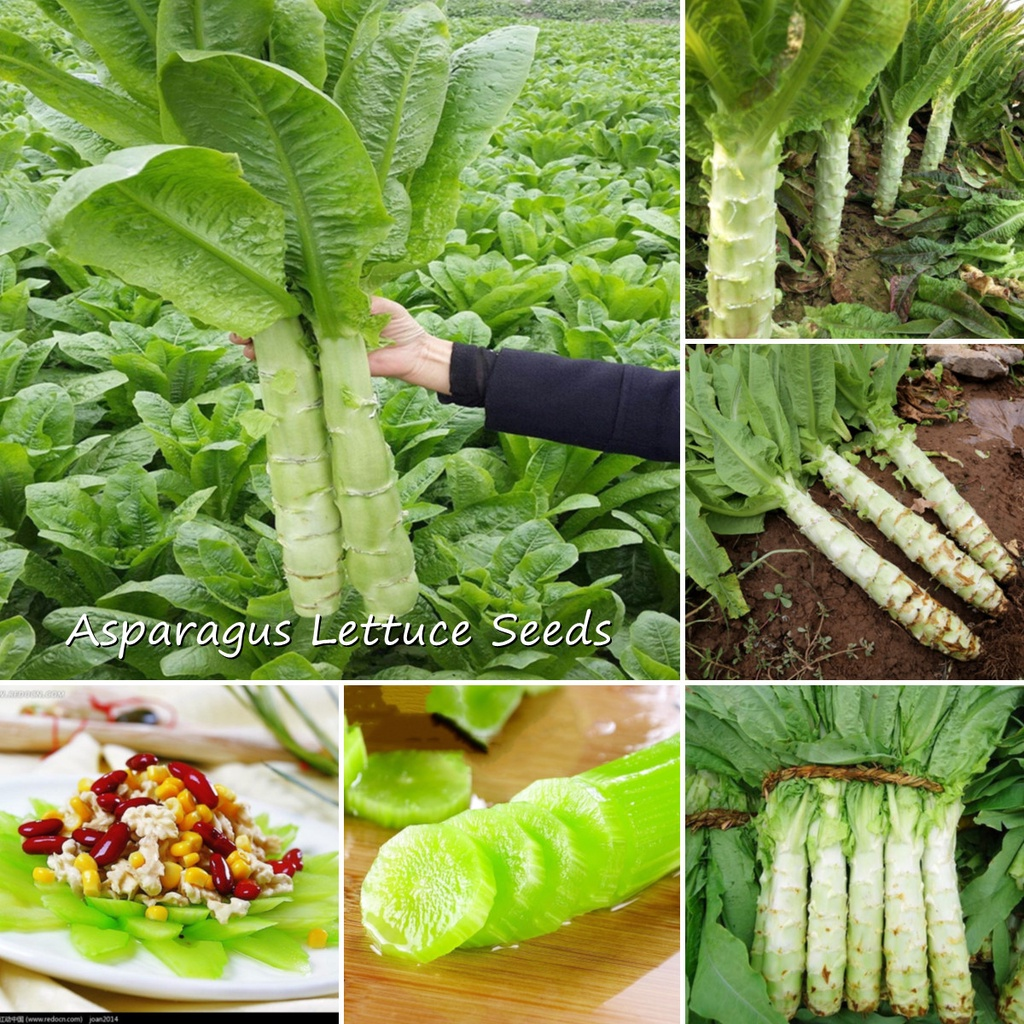 High quality Asparagus lettuce seeds