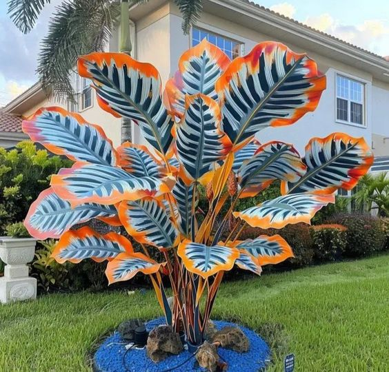 Giant Caladium Seeds