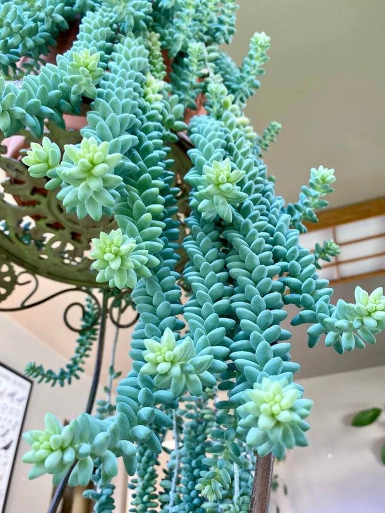 Donkey Tail Succulent Seeds