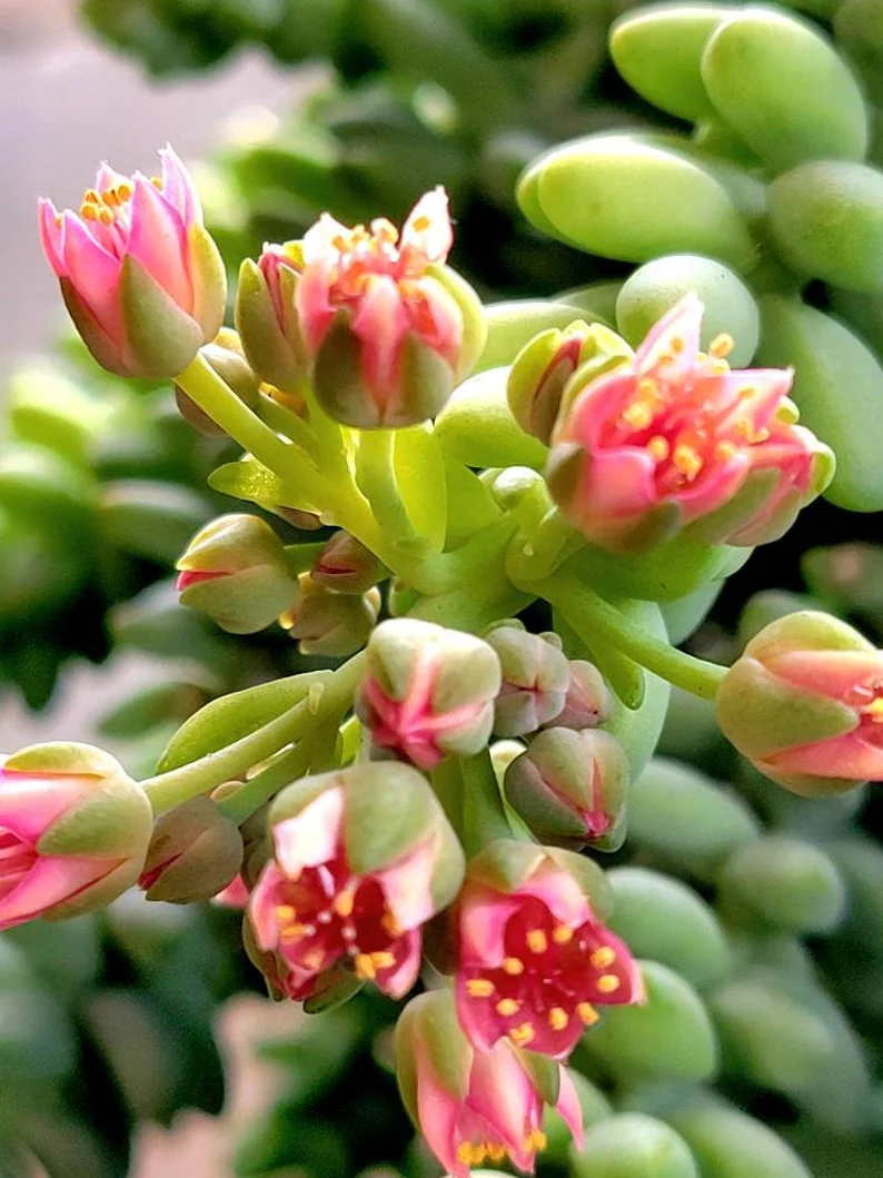 Donkey Tail Succulent Seeds