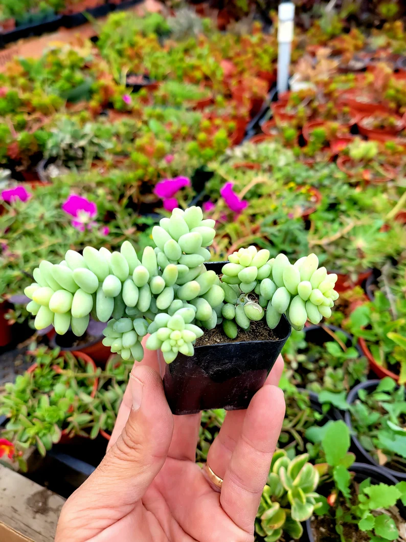 Donkey Tail Succulent Seeds