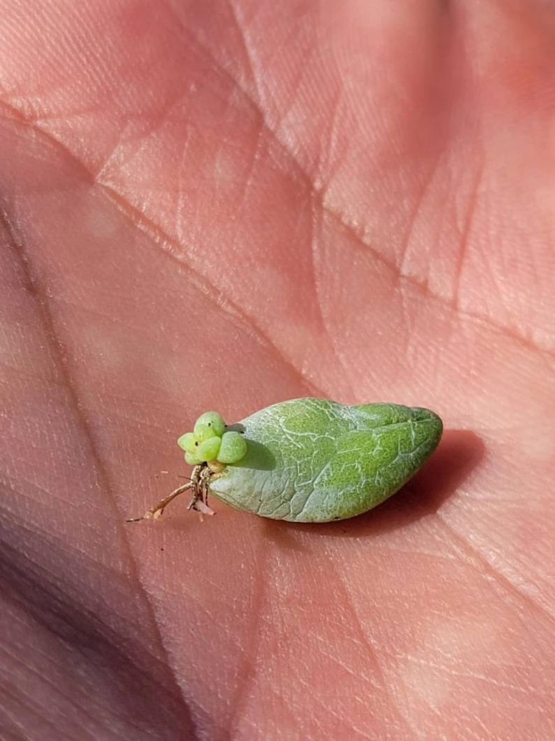 Donkey Tail Succulent Seeds