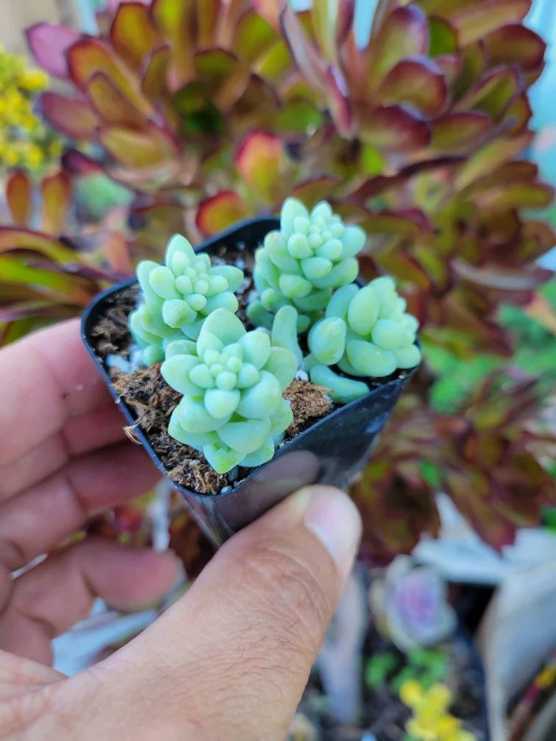 Donkey Tail Succulent Seeds