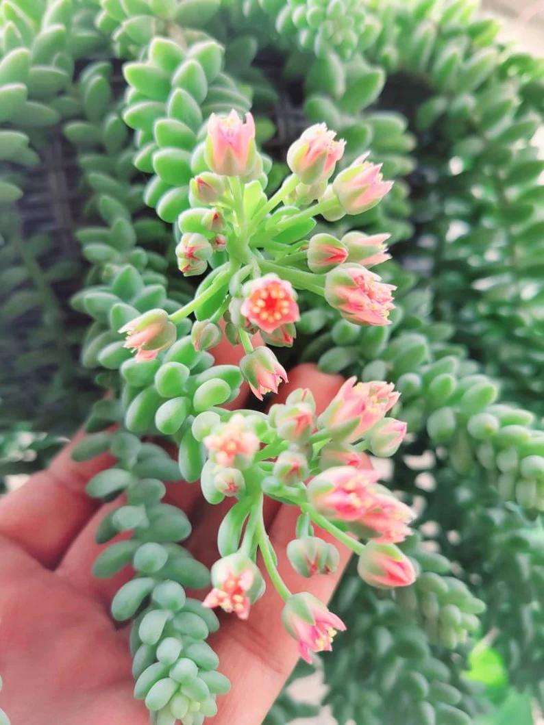 Donkey Tail Succulent Seeds