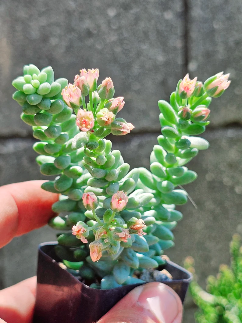 Donkey Tail Succulent Seeds