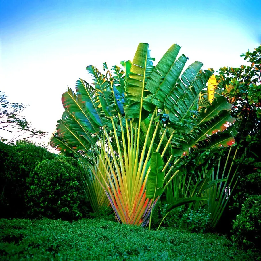 Ravenala Madagascariensis Seeds