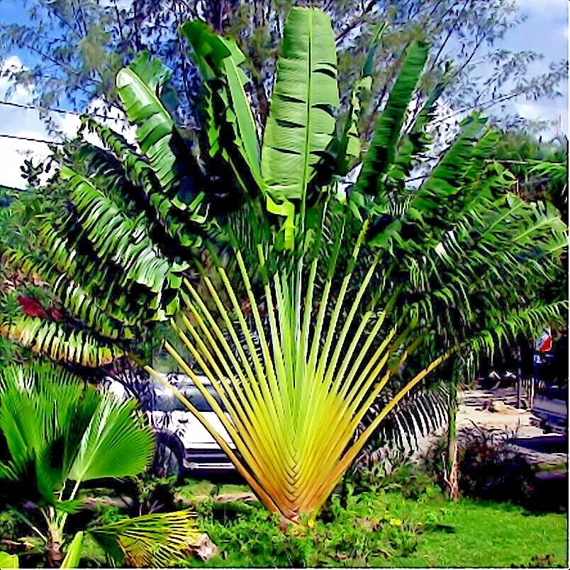 Ravenala Madagascariensis Seeds