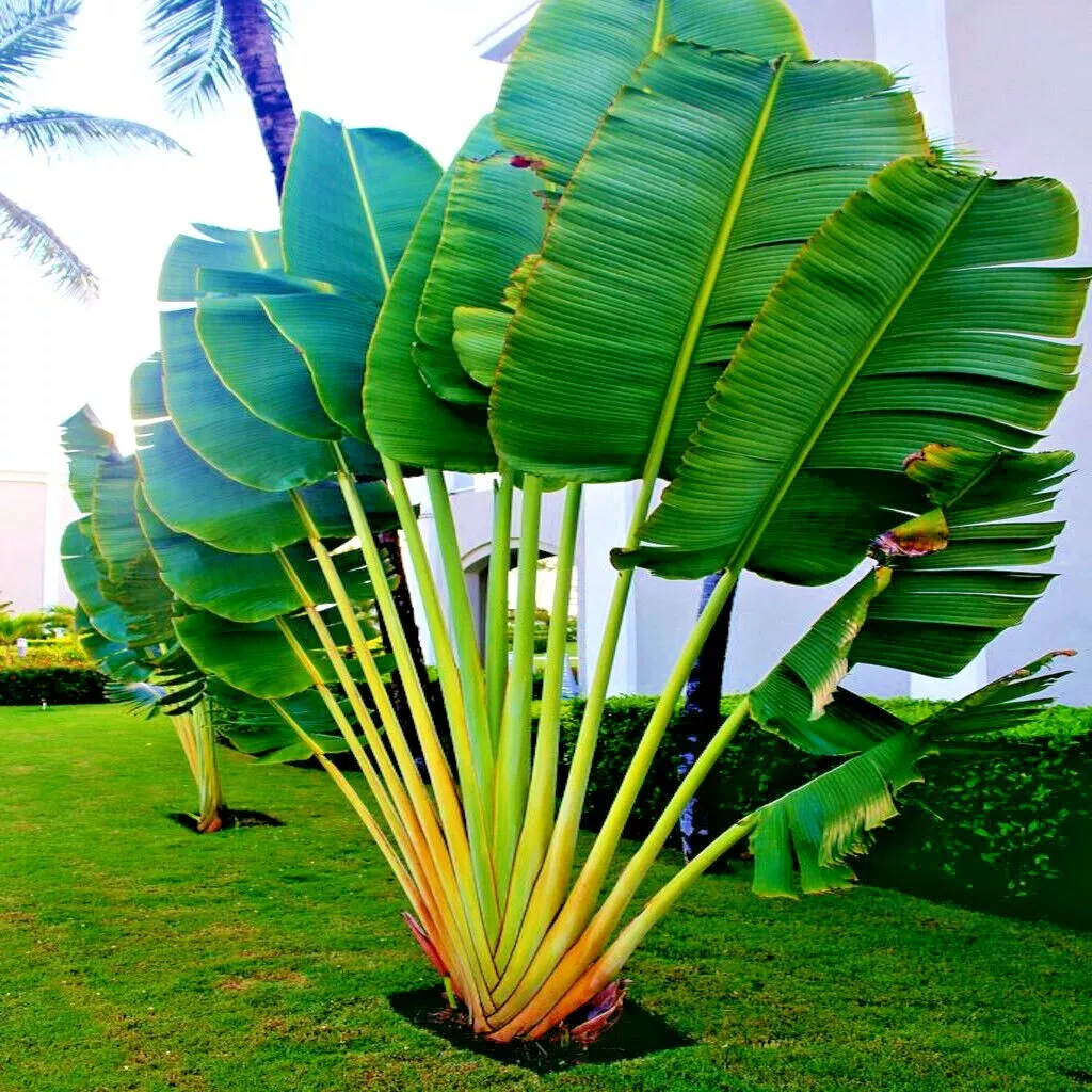 Ravenala Madagascariensis Seeds
