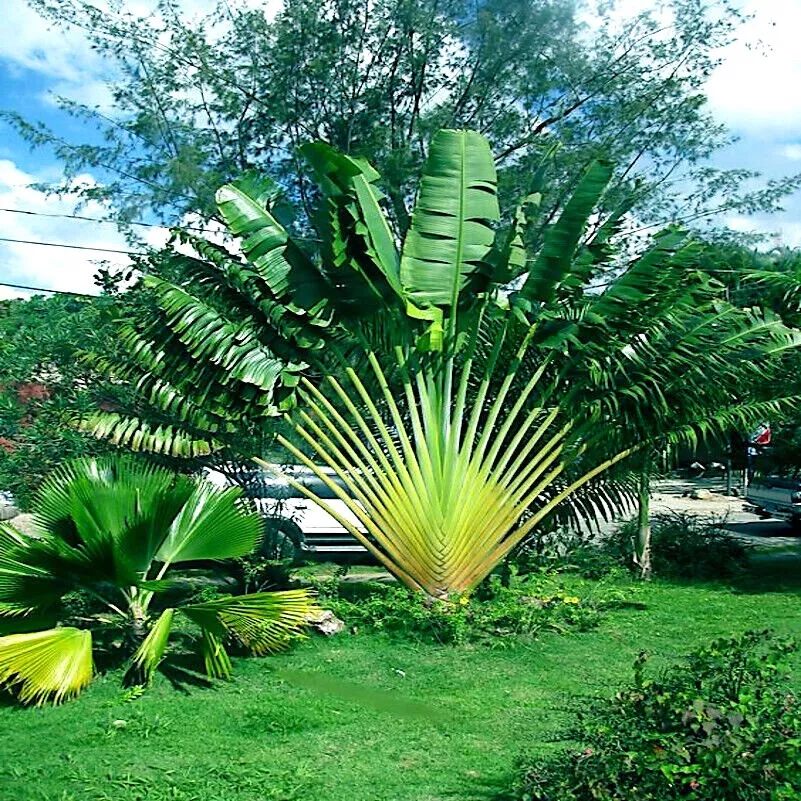 Ravenala Madagascariensis Seeds