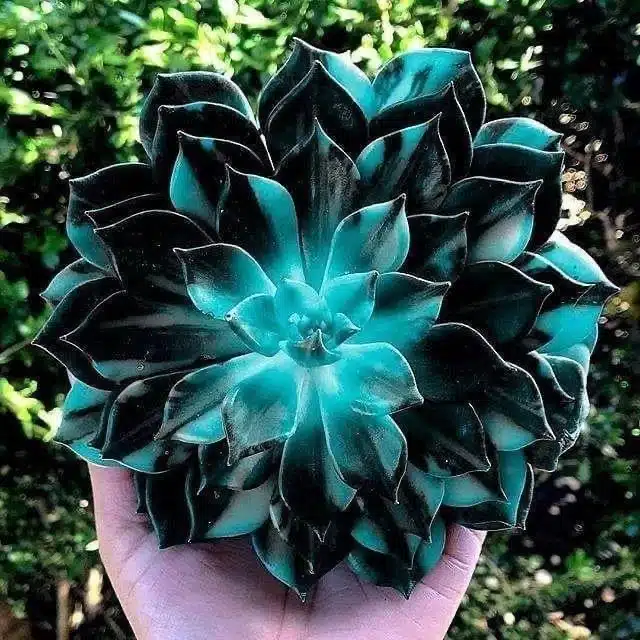 Rare Succulent Seeds