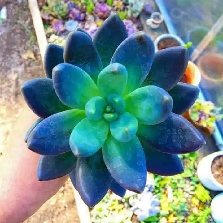 Rare Succulent Seeds