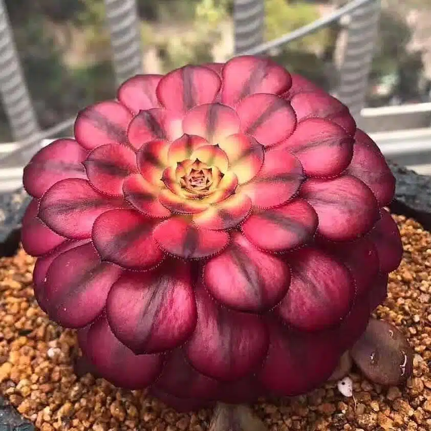 Rare Succulent Seeds