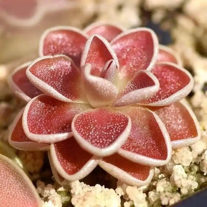 Rare Succulent Seeds