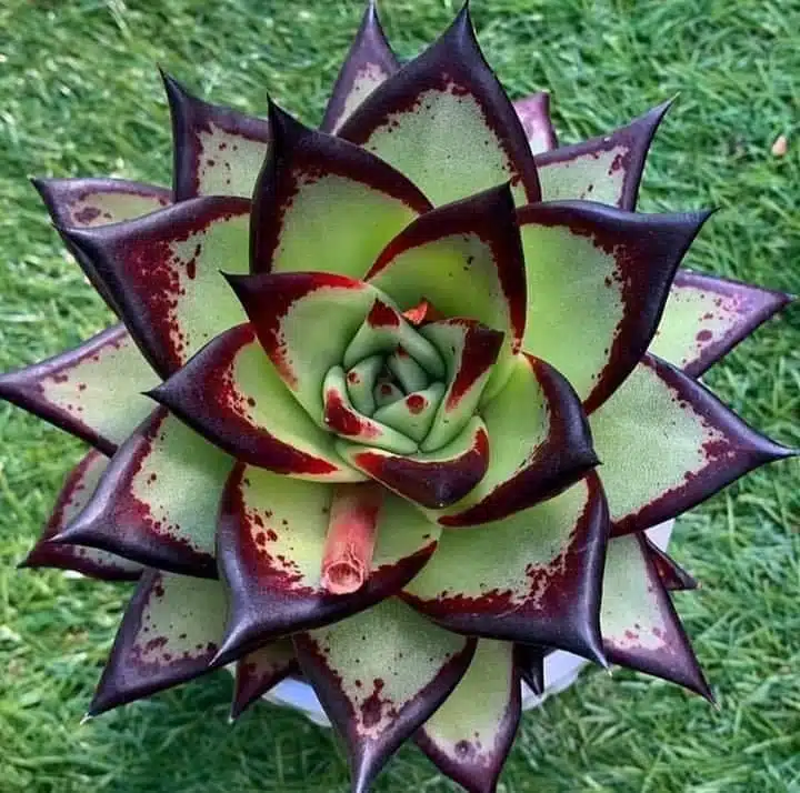 Rare Succulent Seeds