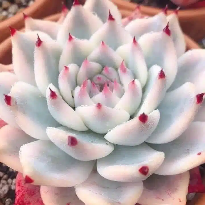 Rare Succulent Seeds