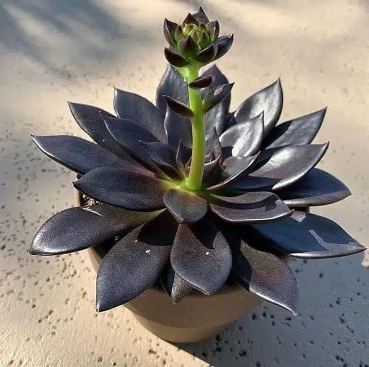 Rare Succulent Seeds