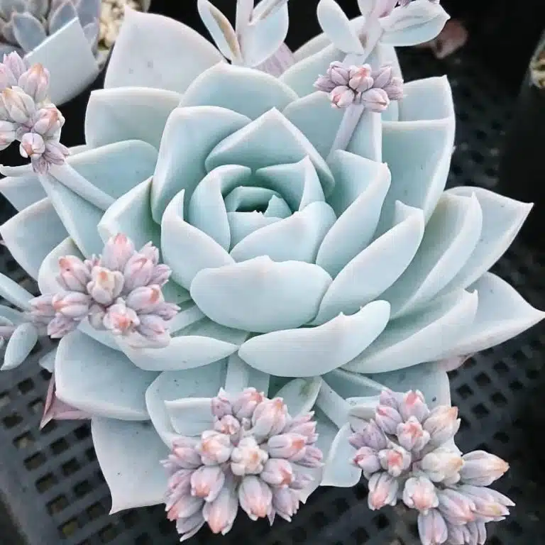 Rare Succulent Seeds