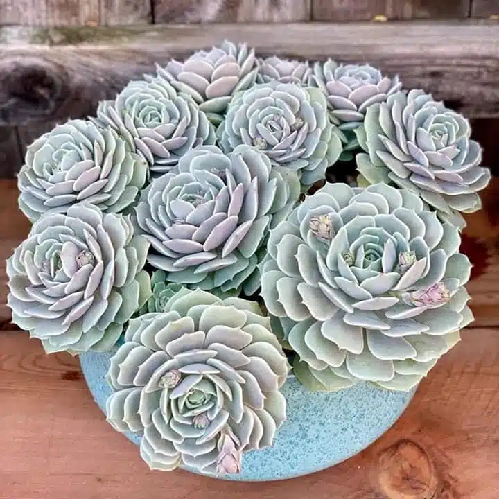 Rare Succulent Seeds