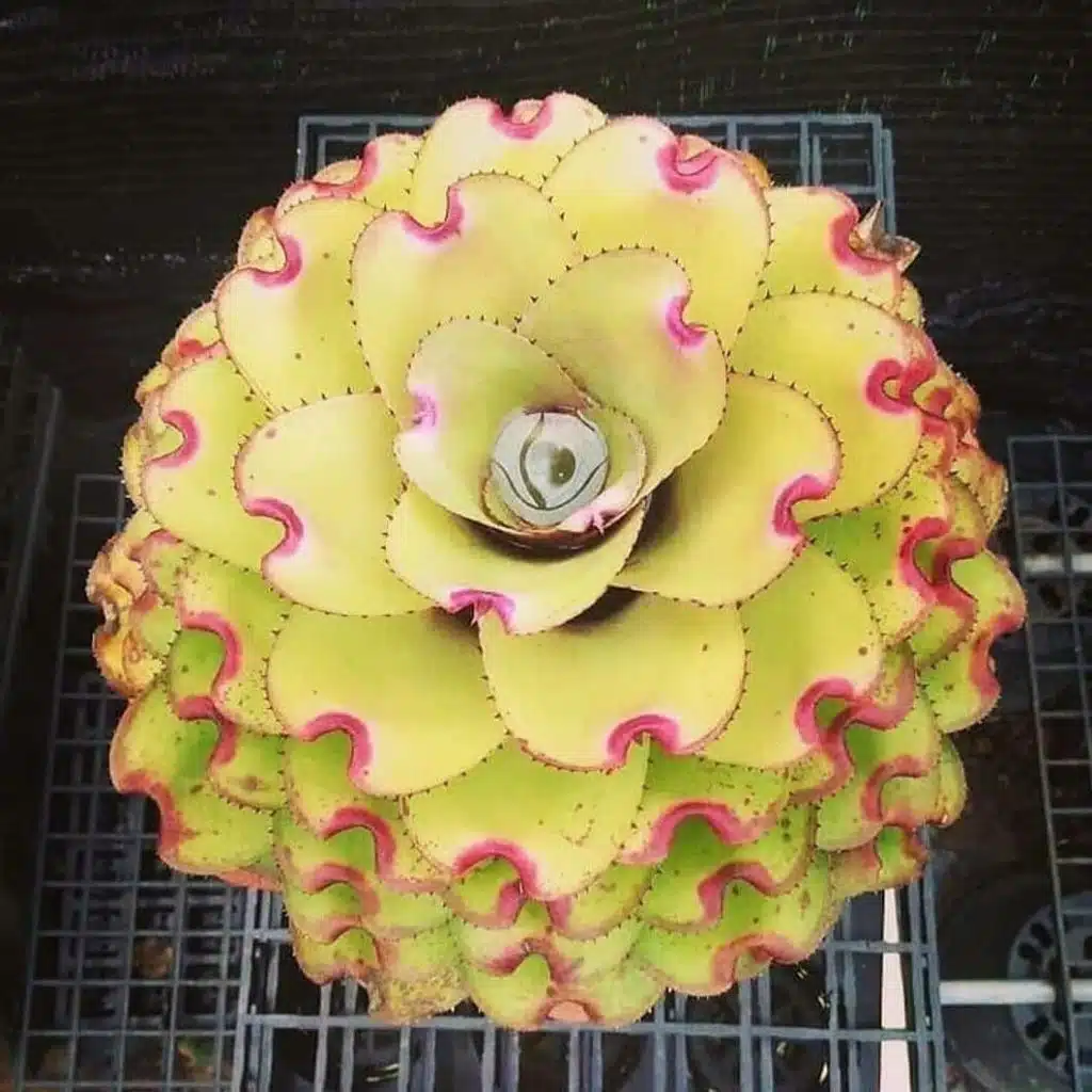 Rare Succulent Seeds