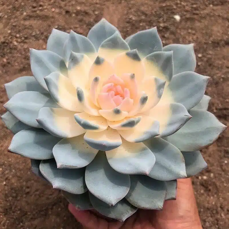 Rare Succulent Seeds