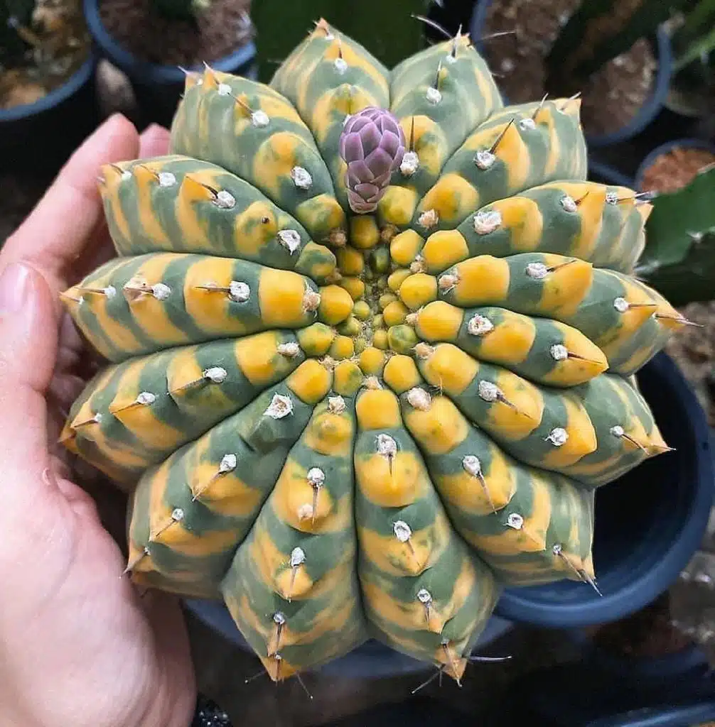 Rare Succulent Seeds