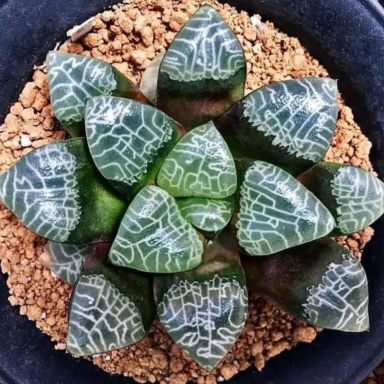 Rare Succulent Seeds