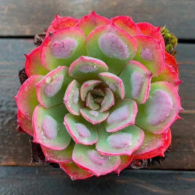 Rare Succulent Seeds