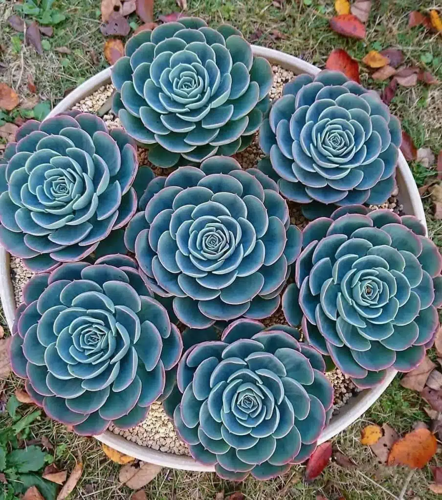 Rare Succulent Seeds