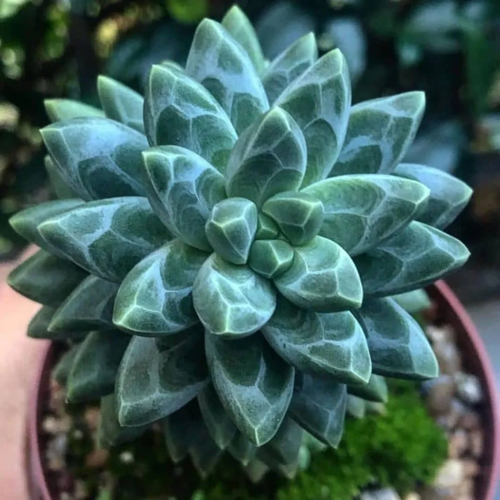 Rare Succulent Seeds