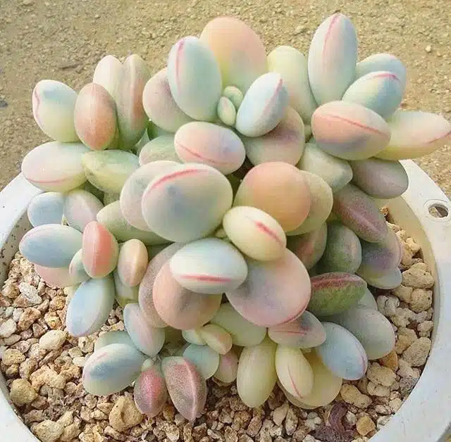 Rare Succulent Seeds