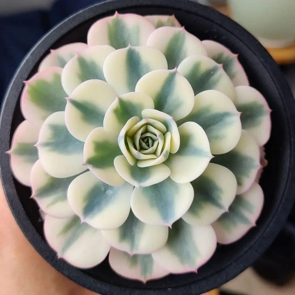 Rare Succulent Seeds