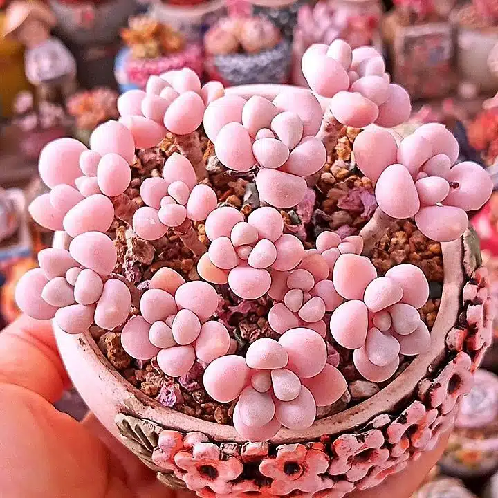Rare Succulent Seeds