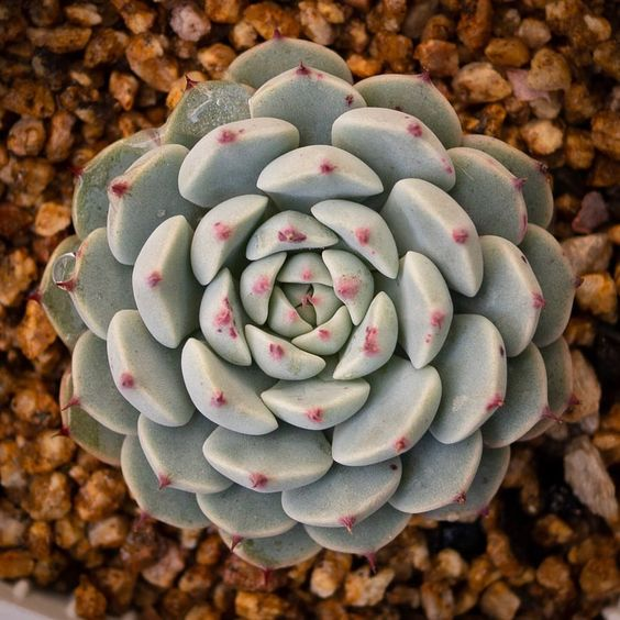 Rare Succulent Seeds