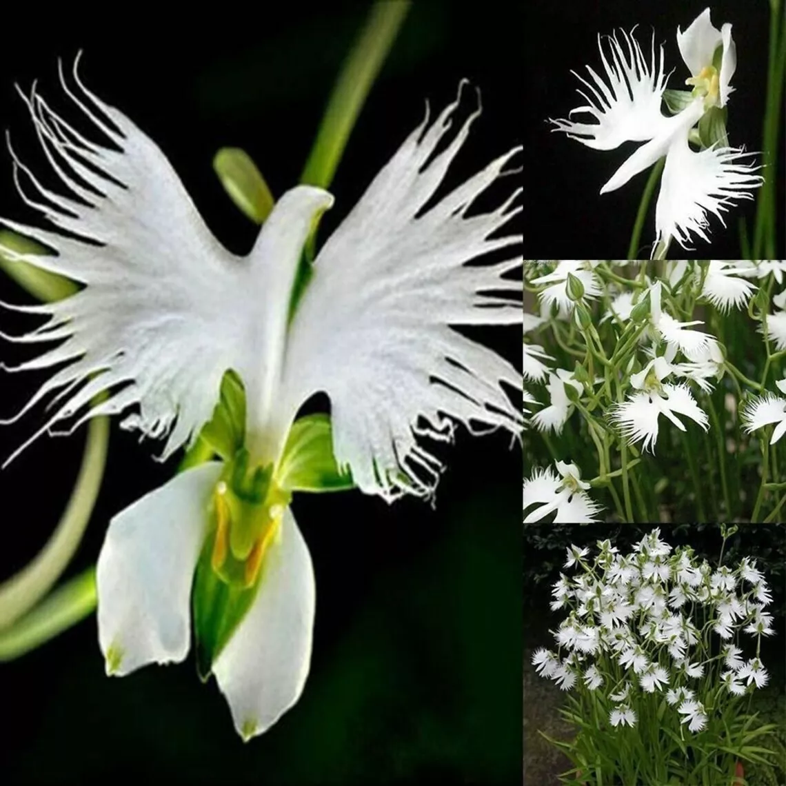 Egret Flower Seeds