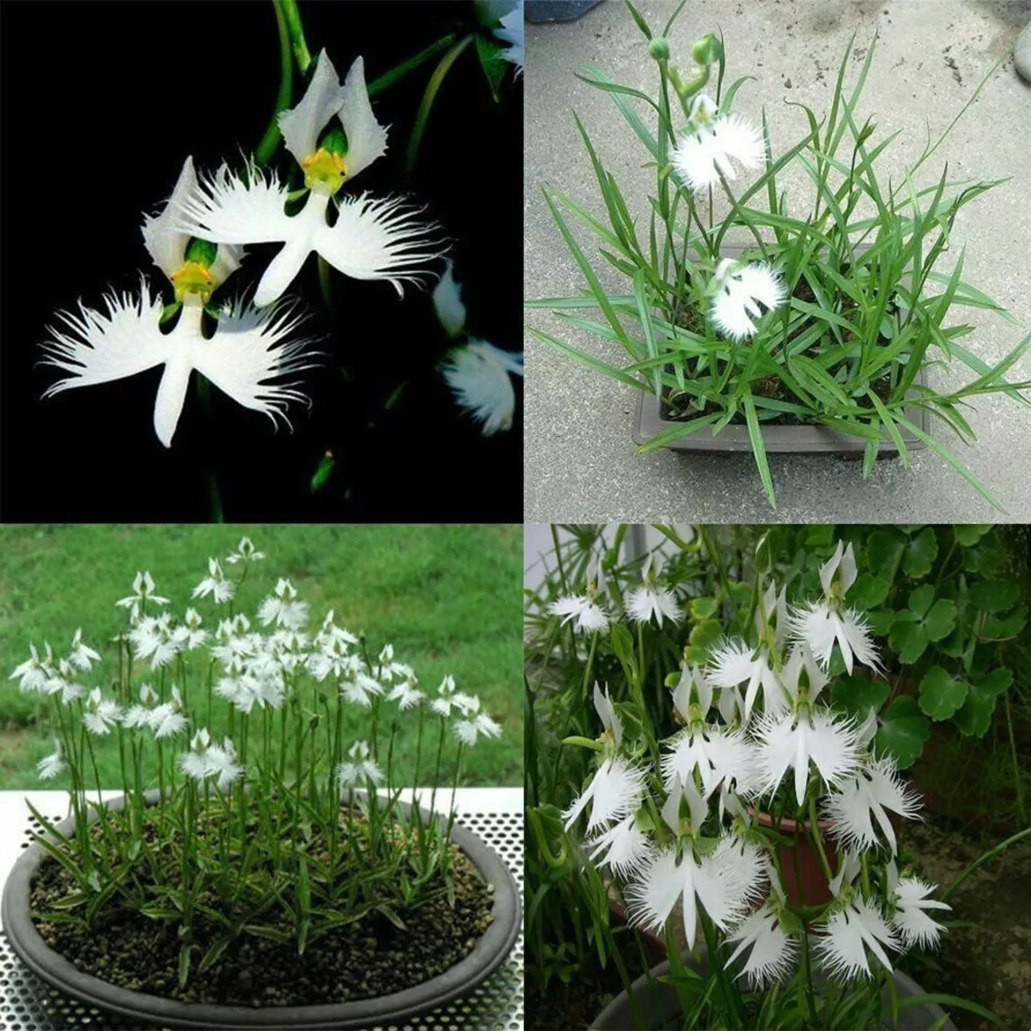 Egret Flower Seeds
