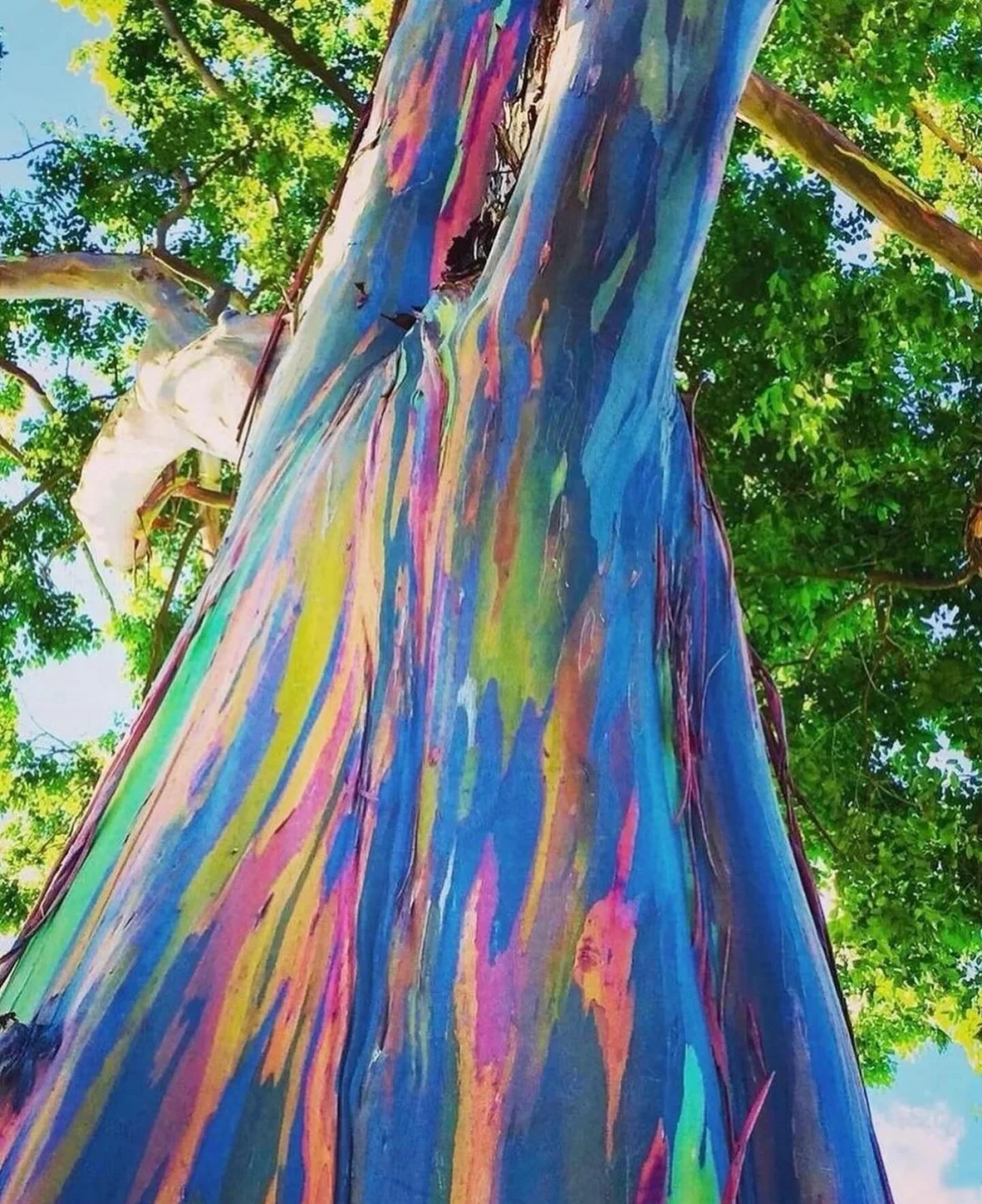 Rainbow Eucalyptus Seeds
