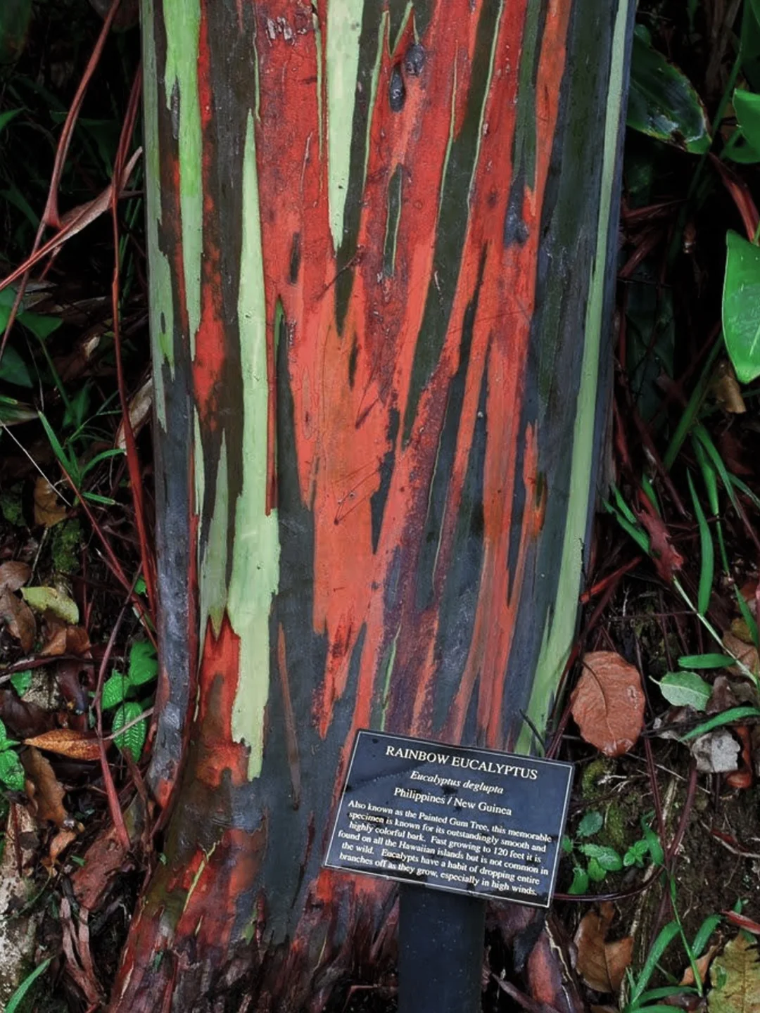 Rainbow Eucalyptus Seeds
