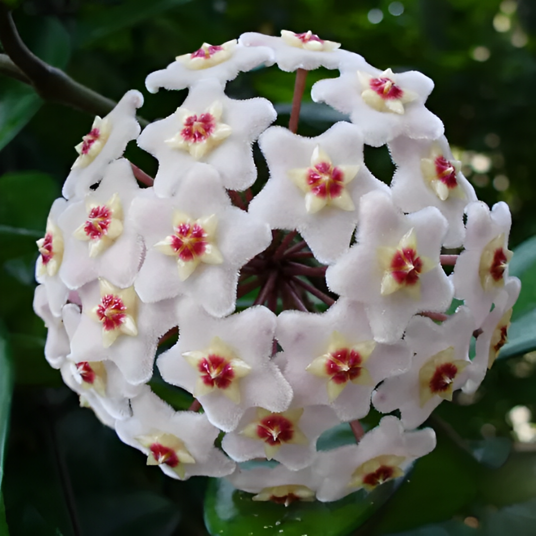 Perennial Ball Orchid Star-Shaped Flower Seeds