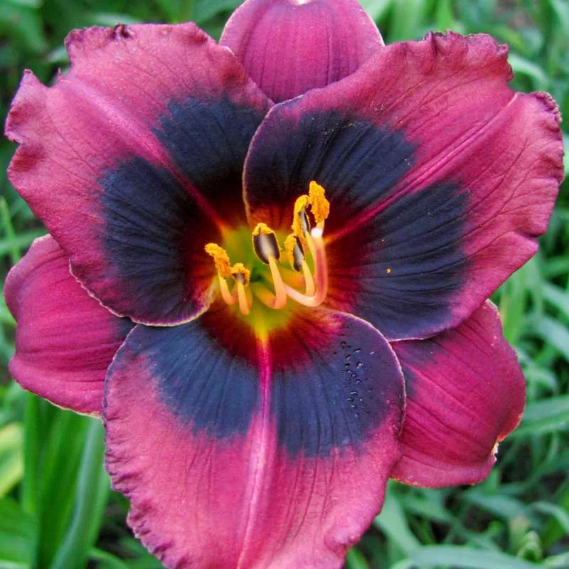 Daylily Seeds For Planting - Rare Hybrid Bonsai