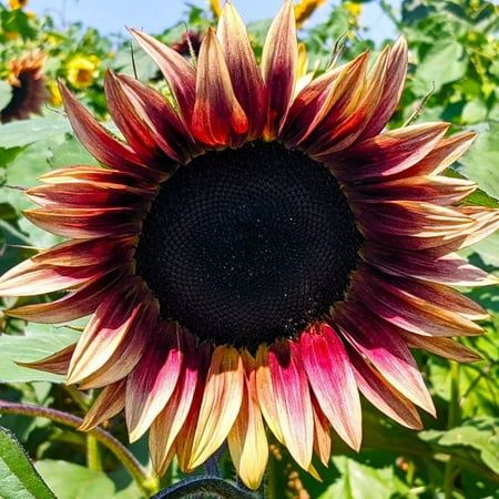 Giant Lucky Sunflower Seeds