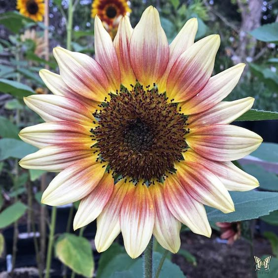 Giant Lucky Sunflower Seeds