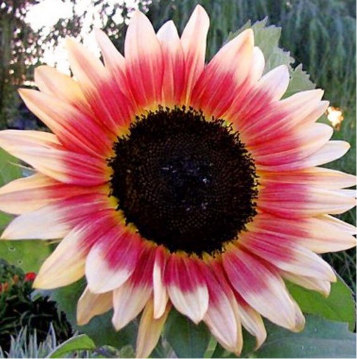 Giant Lucky Sunflower Seeds
