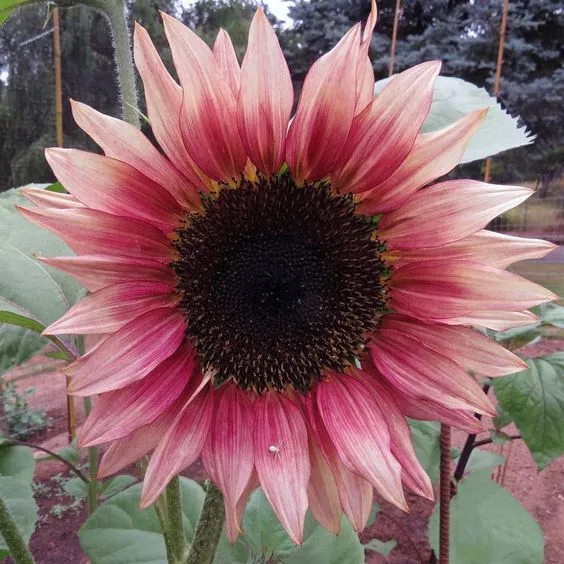 Giant Lucky Sunflower Seeds