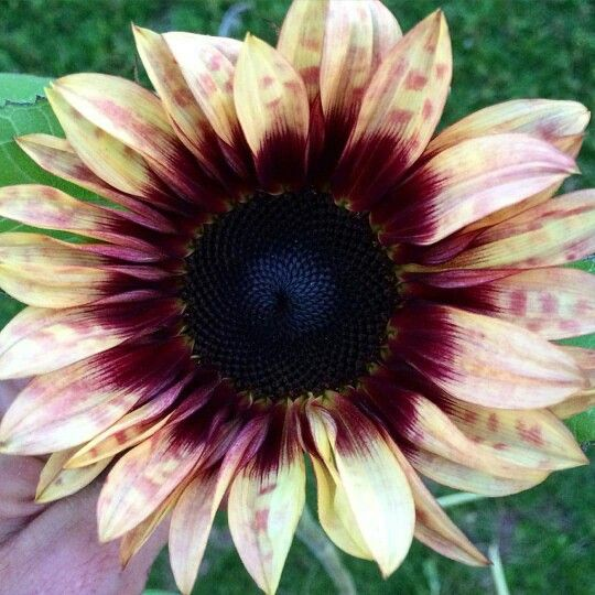 Giant Lucky Sunflower Seeds