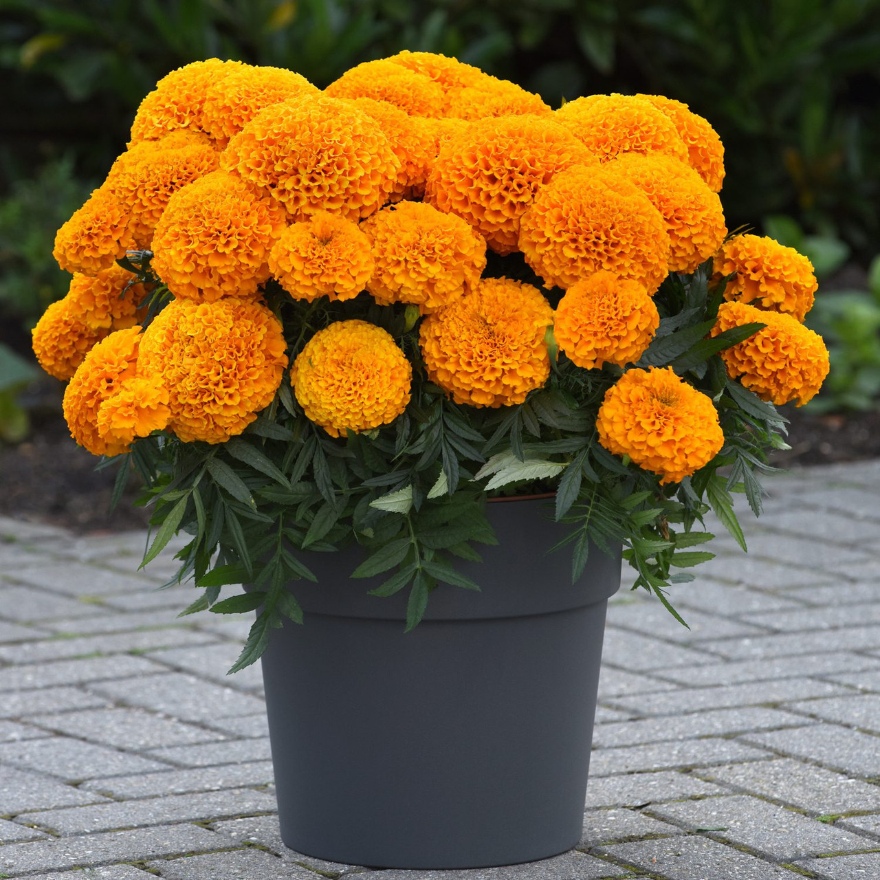 African Marigold Flower Garden Seeds