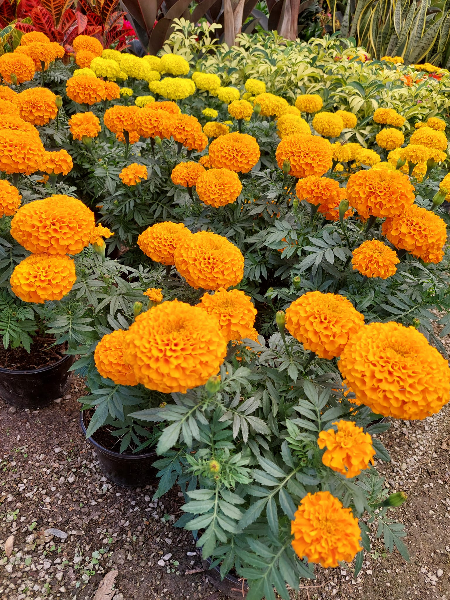 African Marigold Flower Garden Seeds
