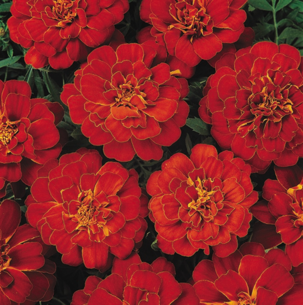 African Marigold Flower Garden Seeds