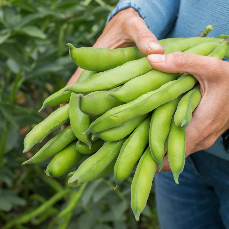 Emerald Broad Beans Seeds